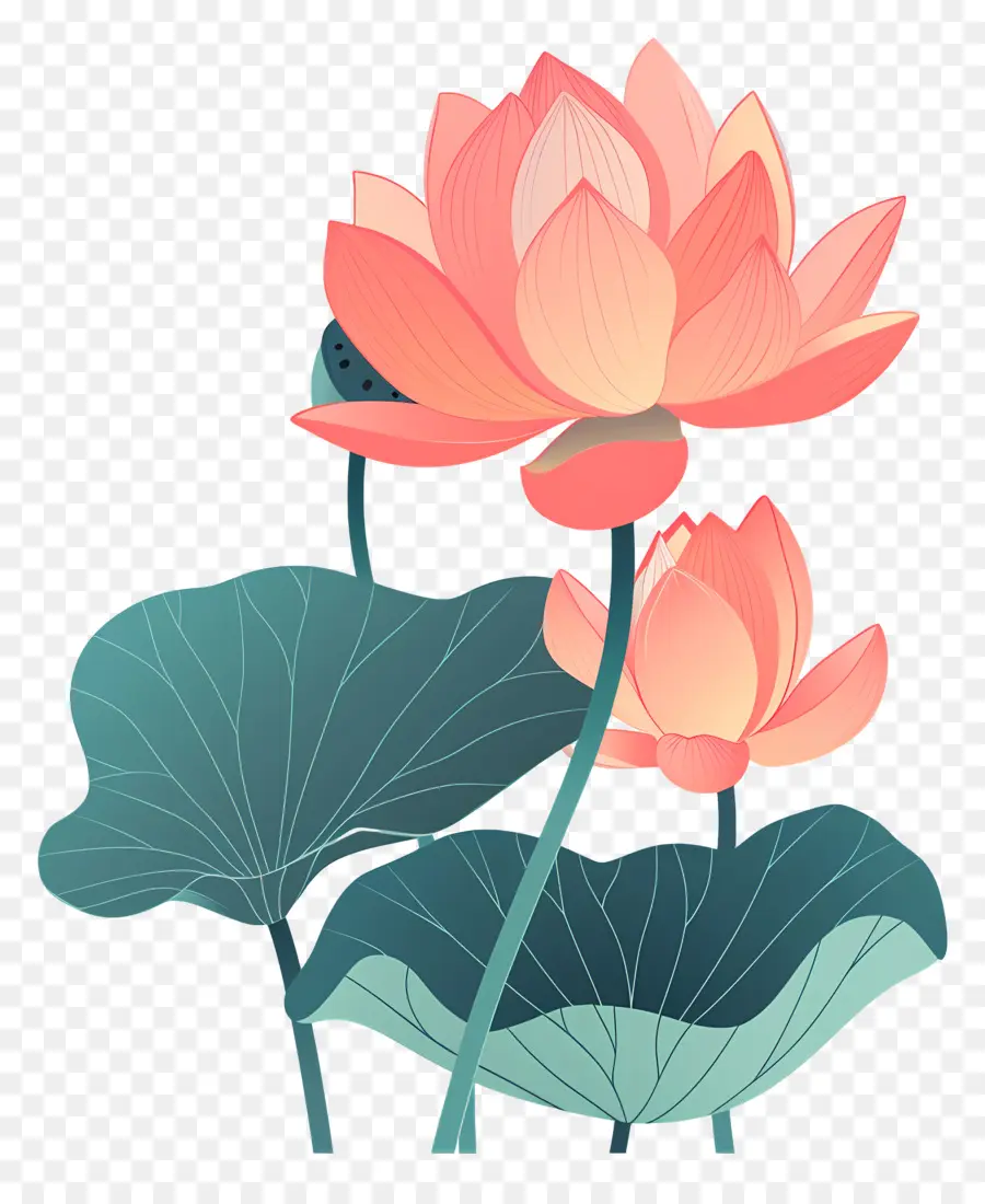 Lotus，Lotus çiçeği PNG