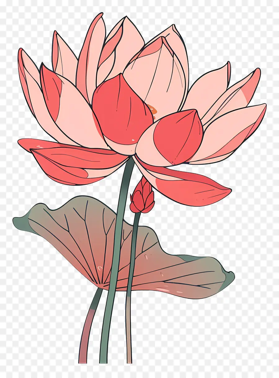 Lotus，Lotus çiçeği PNG