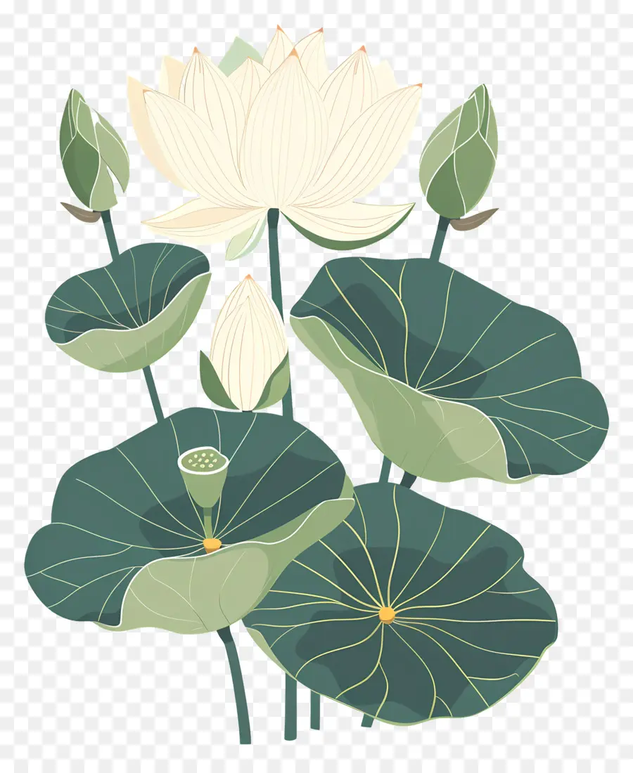 Lotus，Beyaz Lotus PNG