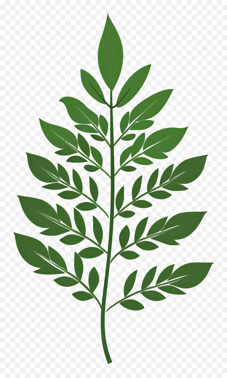 Fern Yaprak，Yeşil Yaprak PNG