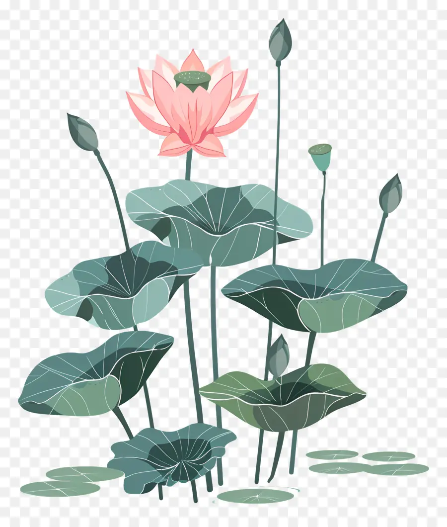 Lotus，Nilüferler PNG