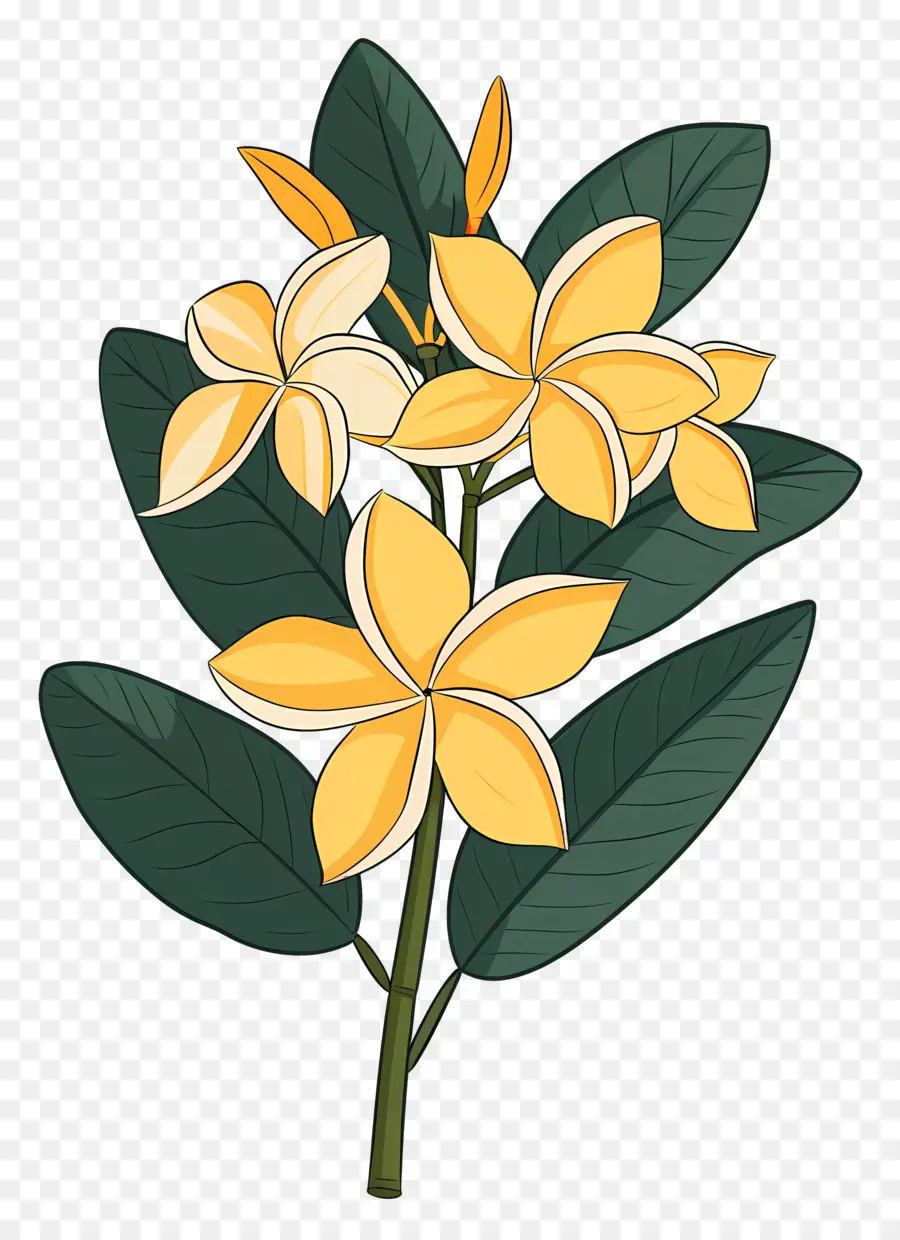 Plumeria，Sarı Çiçekler PNG