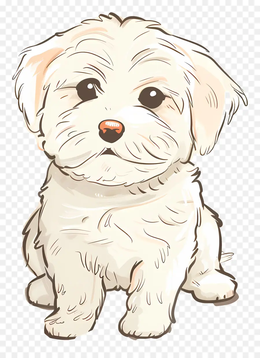 Doodle Köpek，Küçük Beyaz Köpek PNG