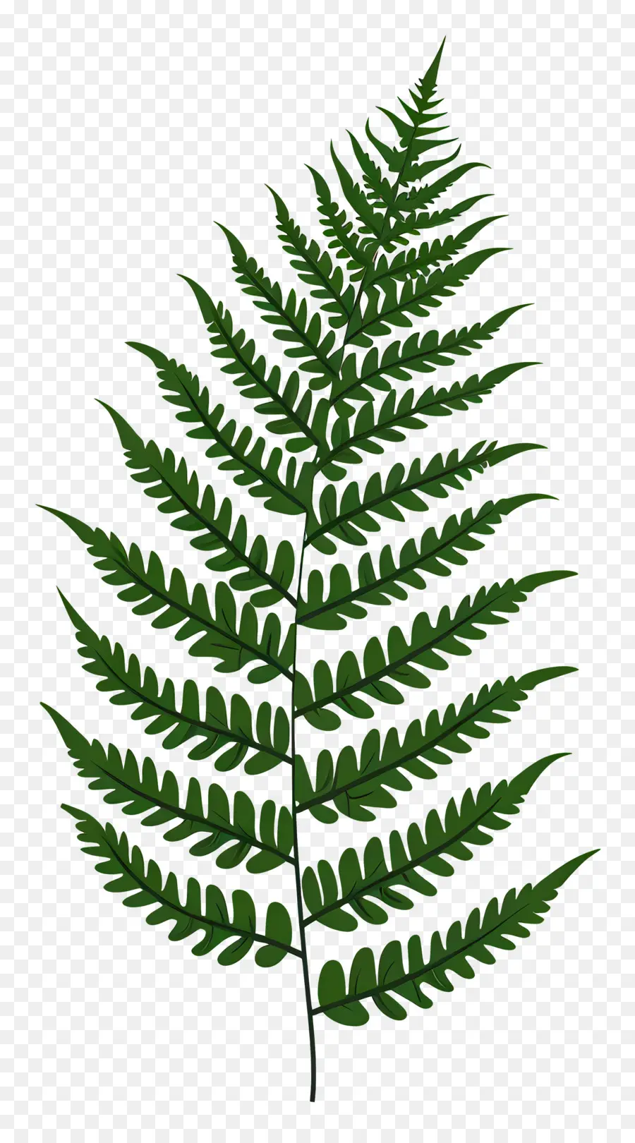 Fern Yaprak，Eğreltiotu PNG