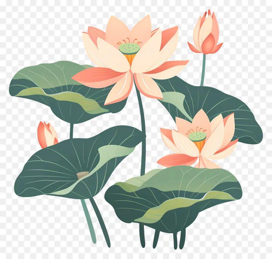 Lotus，Nilüferler PNG