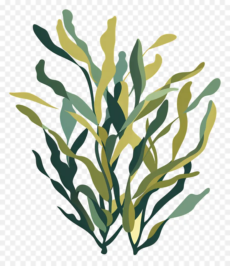 Kelp，Yosun PNG