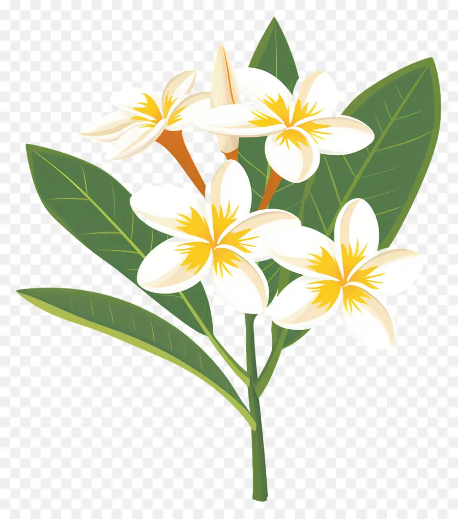 Plumeria，Beyaz Çiçekler PNG