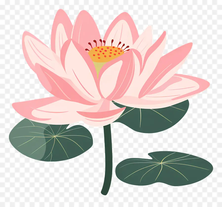 Lotus，Lotus çiçeği PNG