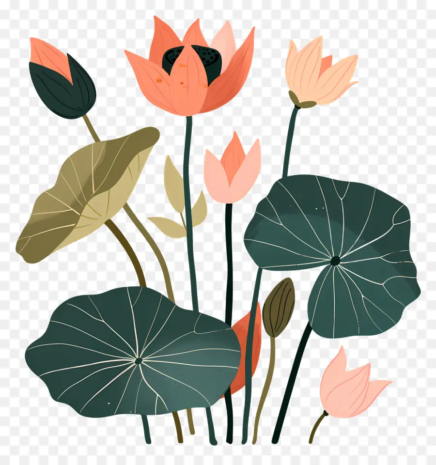 Lotus，Nilüferler PNG