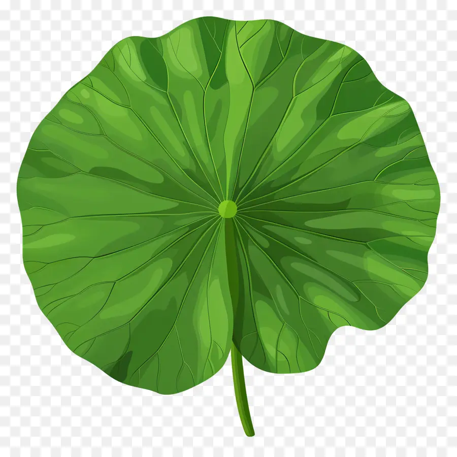 Lotus Yaprağı，Yeşil PNG