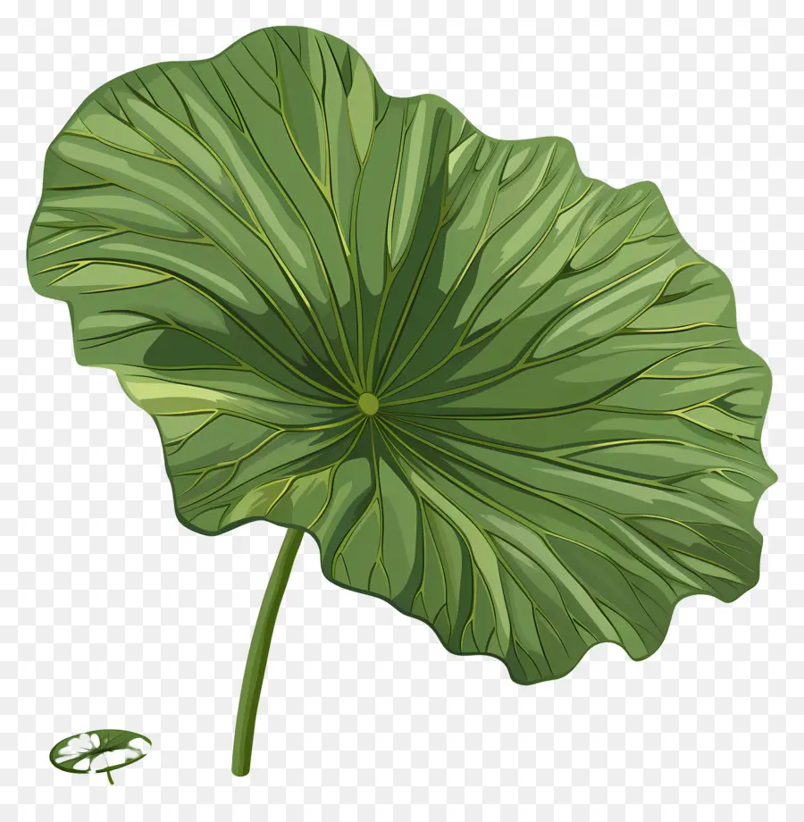 Lotus Yaprağı，Yeşil Yaprak PNG