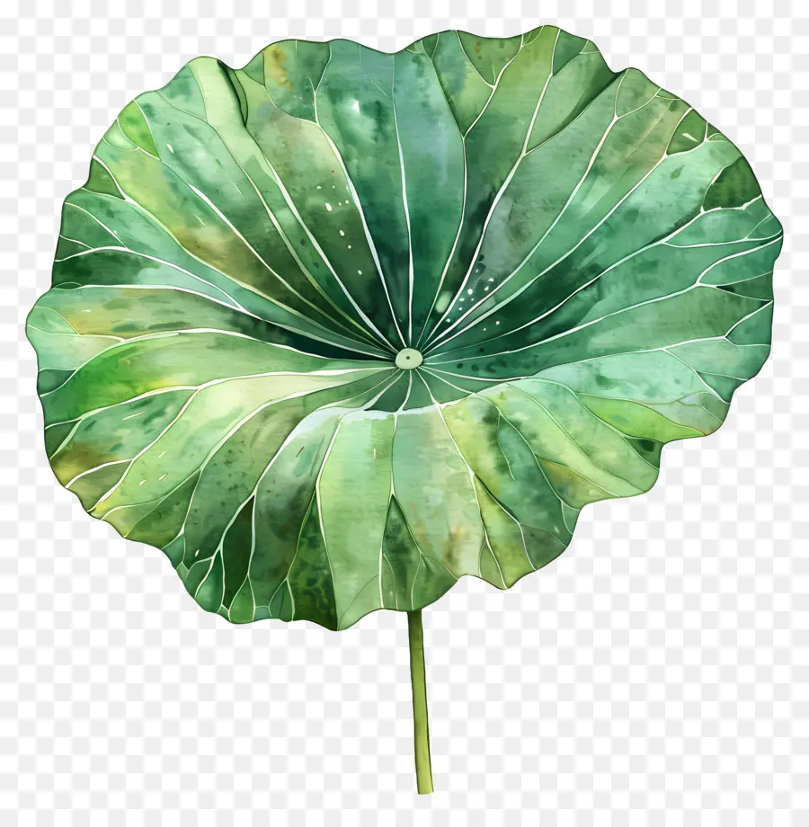 Lotus Yaprağı，Yeşil Bitki PNG