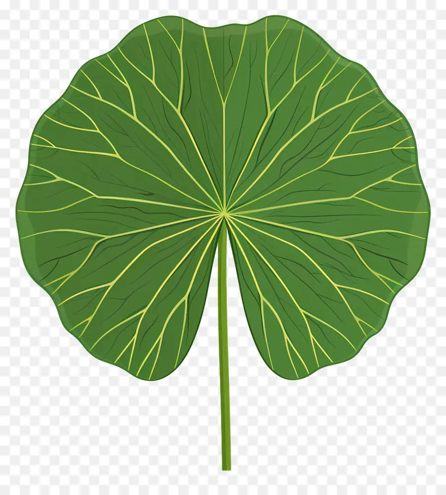 Lotus Yaprağı，Yeşil Yaprak PNG