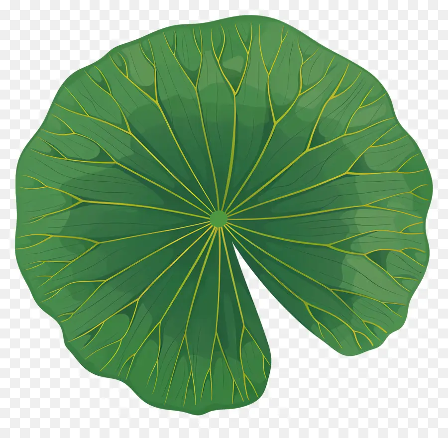 Lotus Yaprağı，Nilüfer PNG