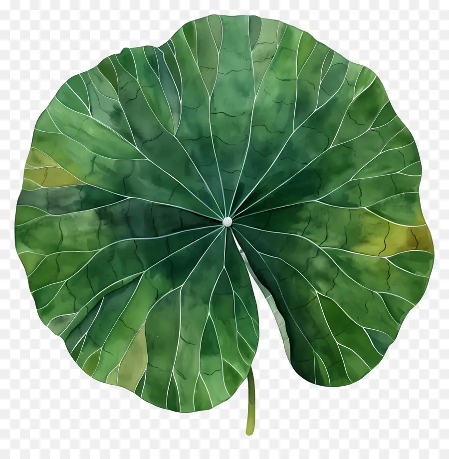 Lotus Yaprağı，Solmuş Yaprak PNG