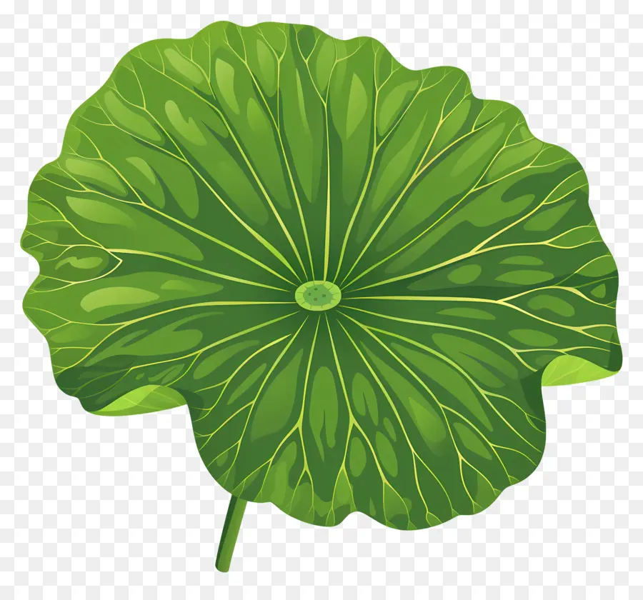 Lotus Yaprağı，Yeşil Yaprak PNG