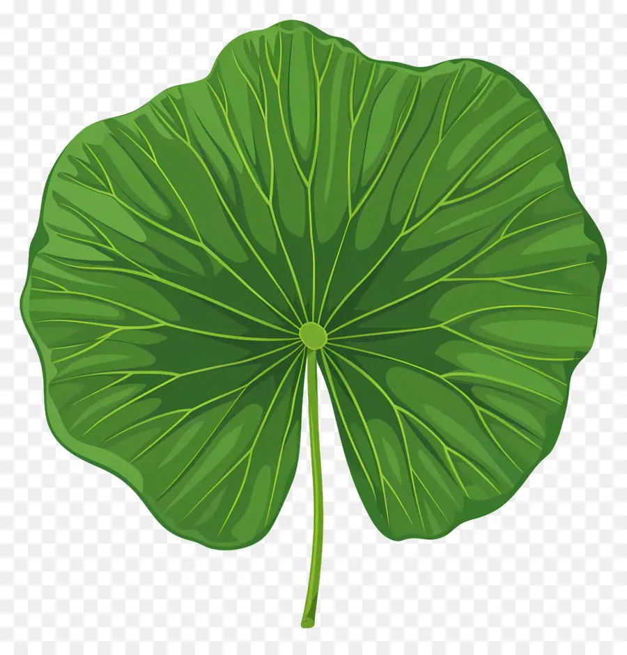 Lotus Yaprağı，Yeşil Yaprak PNG