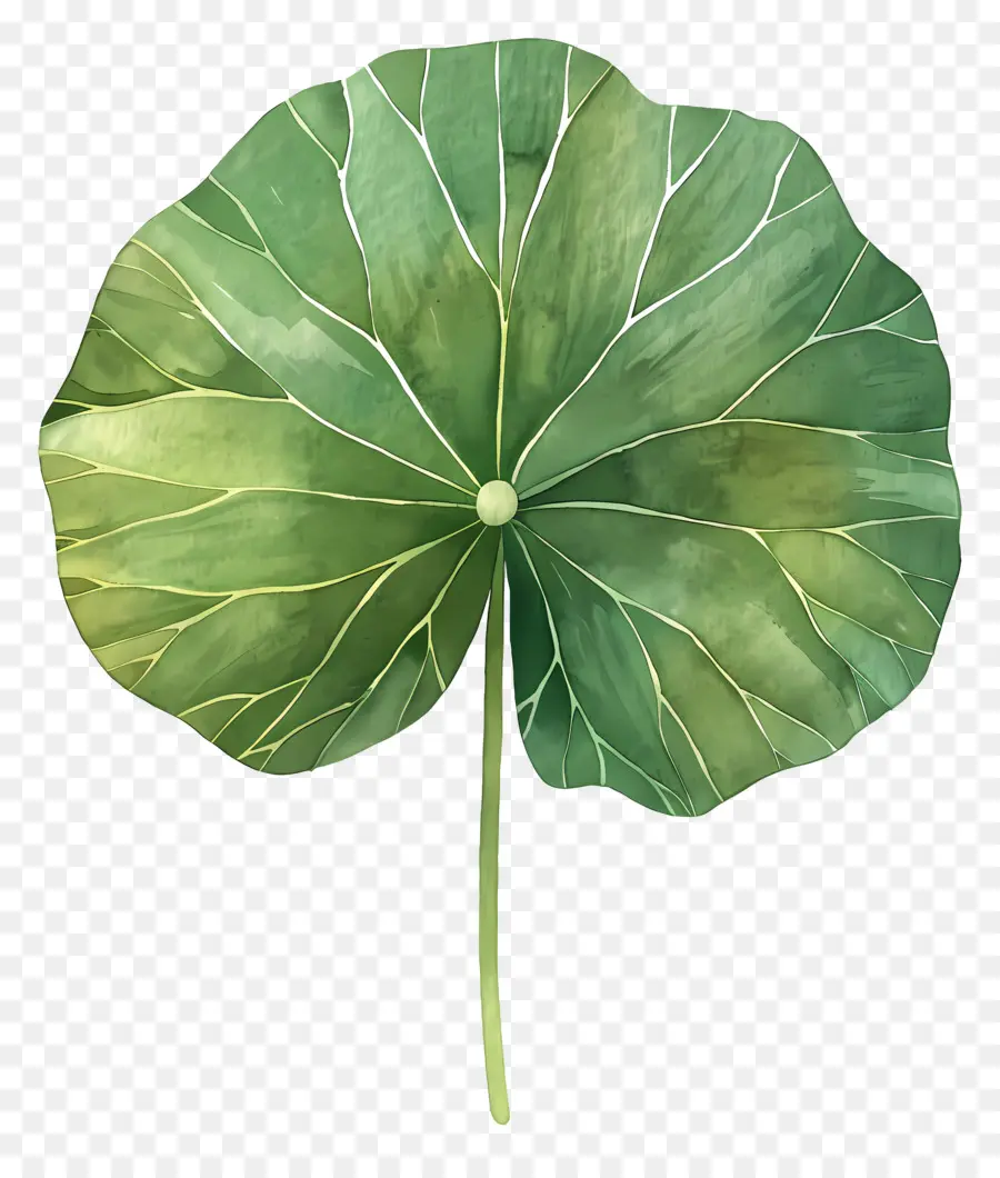 Lotus Yaprağı，Yeşil Yaprak PNG