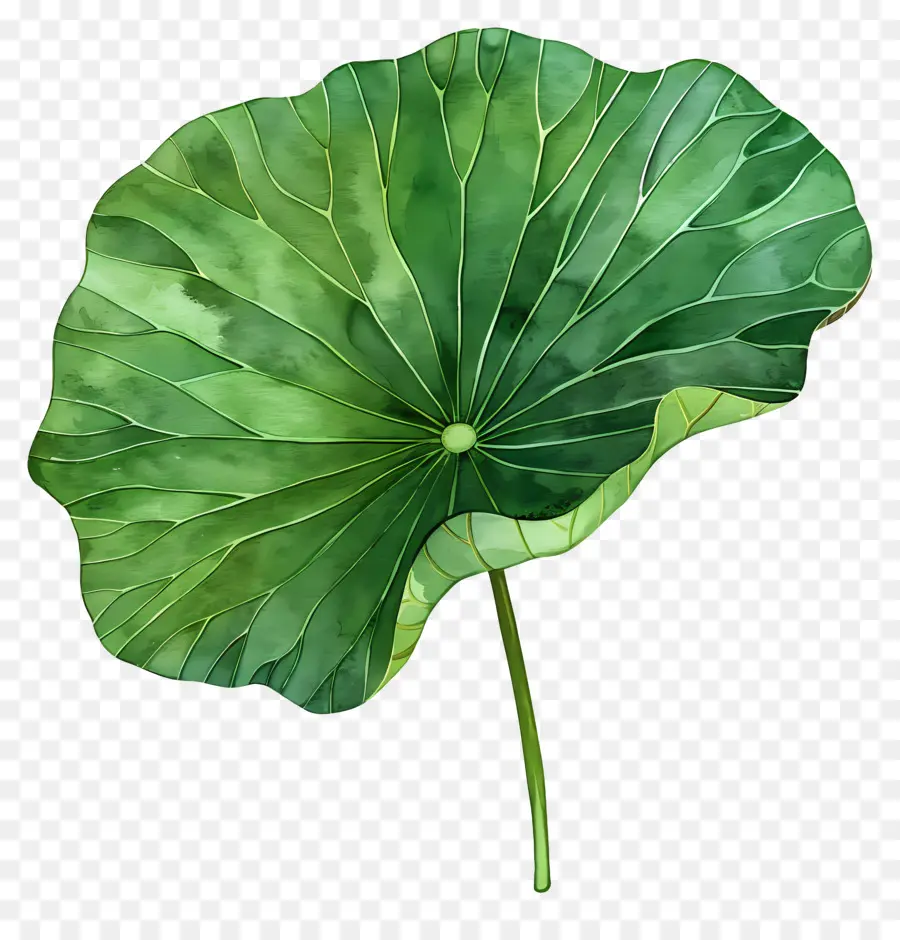 Lotus Yaprağı，Yeşil Yaprak PNG