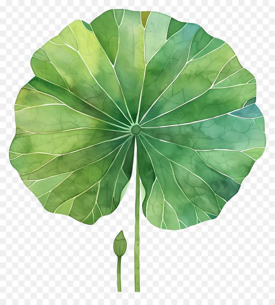 Lotus Yaprağı，Yeşil Yaprak PNG