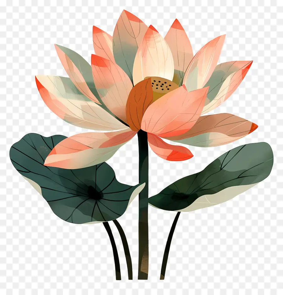 Lotus çiçeği，Pembe Lotus PNG