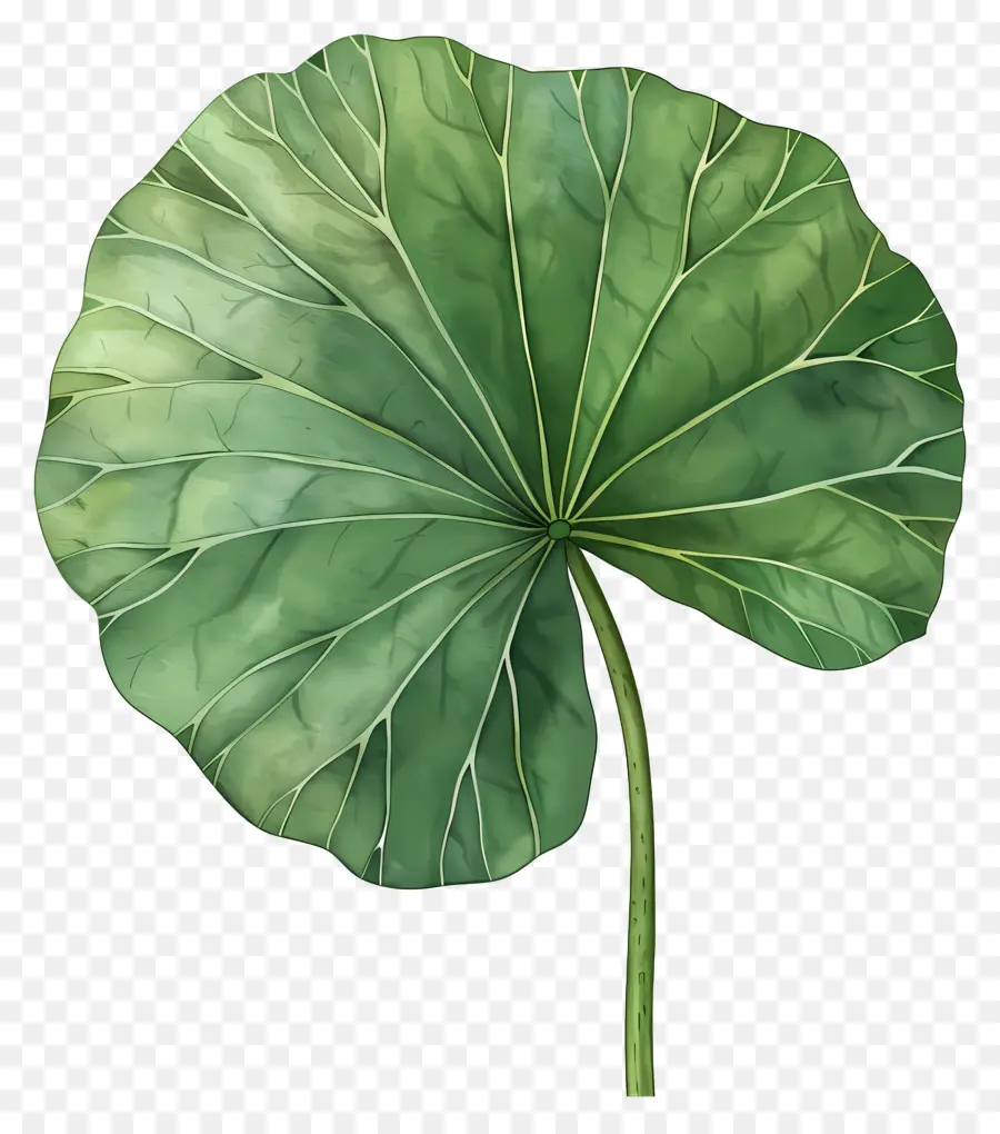 Lotus Yaprağı，Yeşil Yaprak PNG