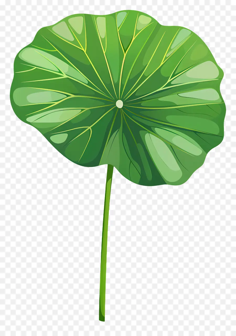 Lotus Yaprağı，Lily Bitki PNG