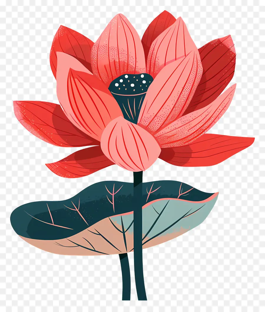 Lotus çiçeği，Kırmızı Lotus çiçeği PNG