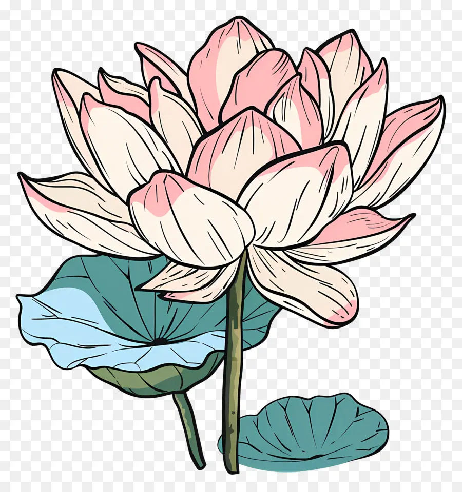 Lotus çiçeği，Pembe Lotus Çiçeği PNG