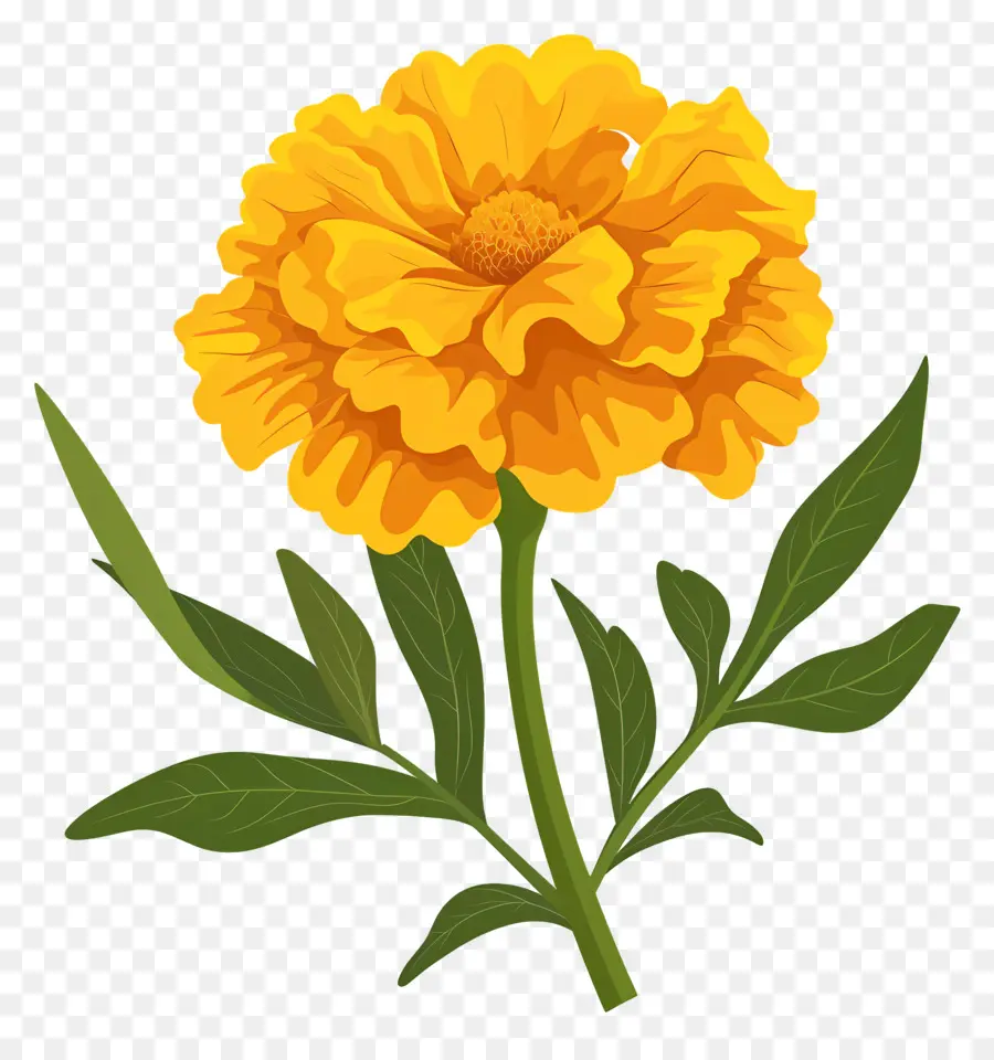 Marigold çiçek，Sarı Yaprakları PNG