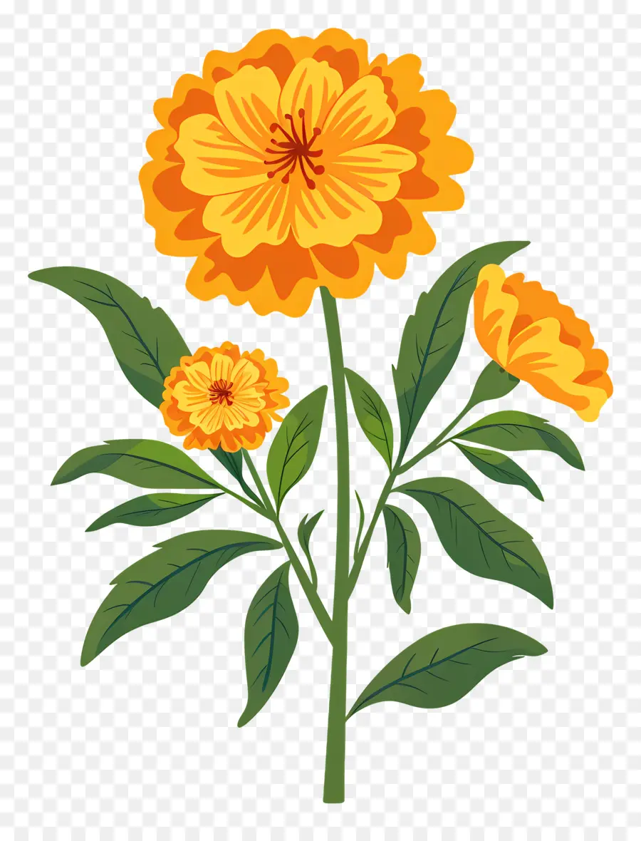 Marigold çiçek，Kadife çiçeği PNG