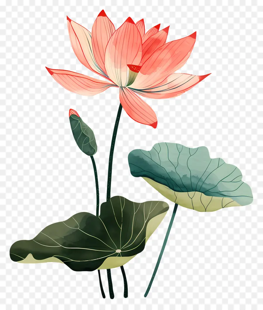 Lotus çiçeği，Pembe Lotus PNG