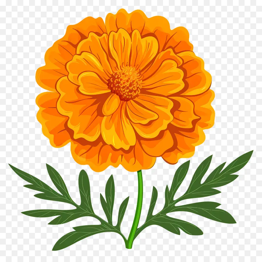 Marigold çiçek，Portakal çiçeği PNG