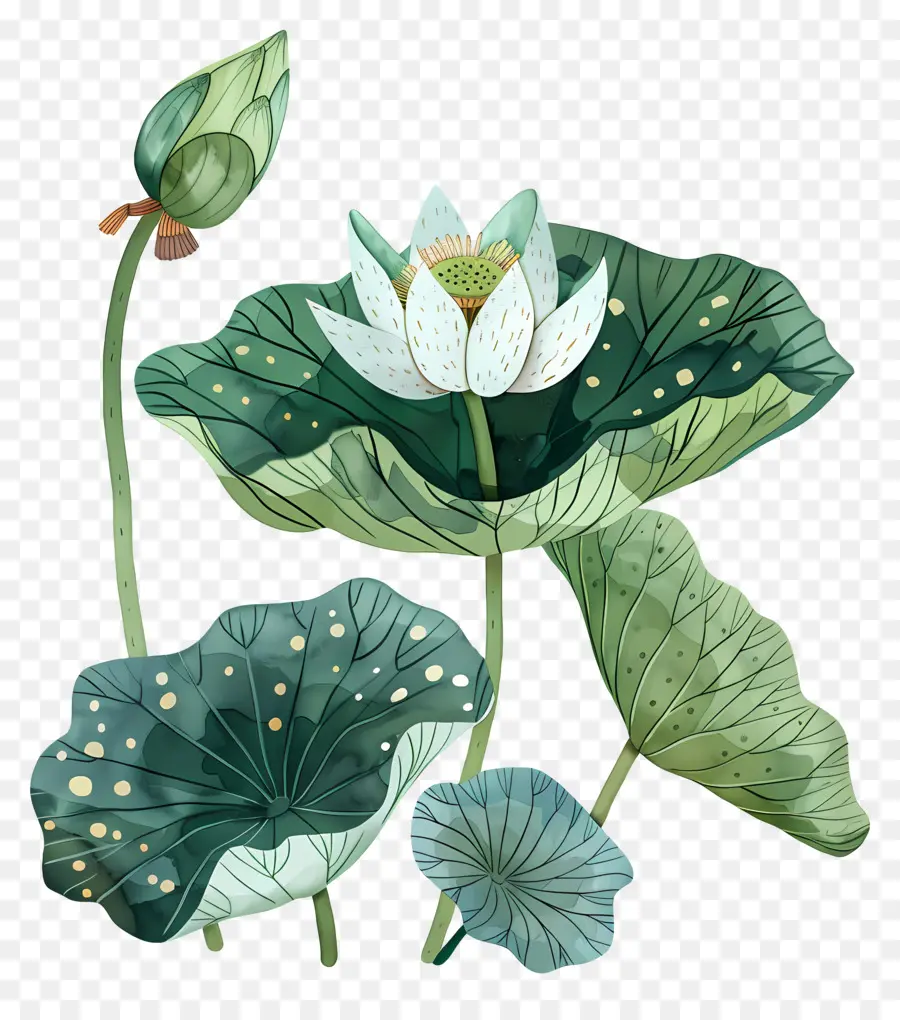 Lotus çiçeği，Suluboya Resim PNG