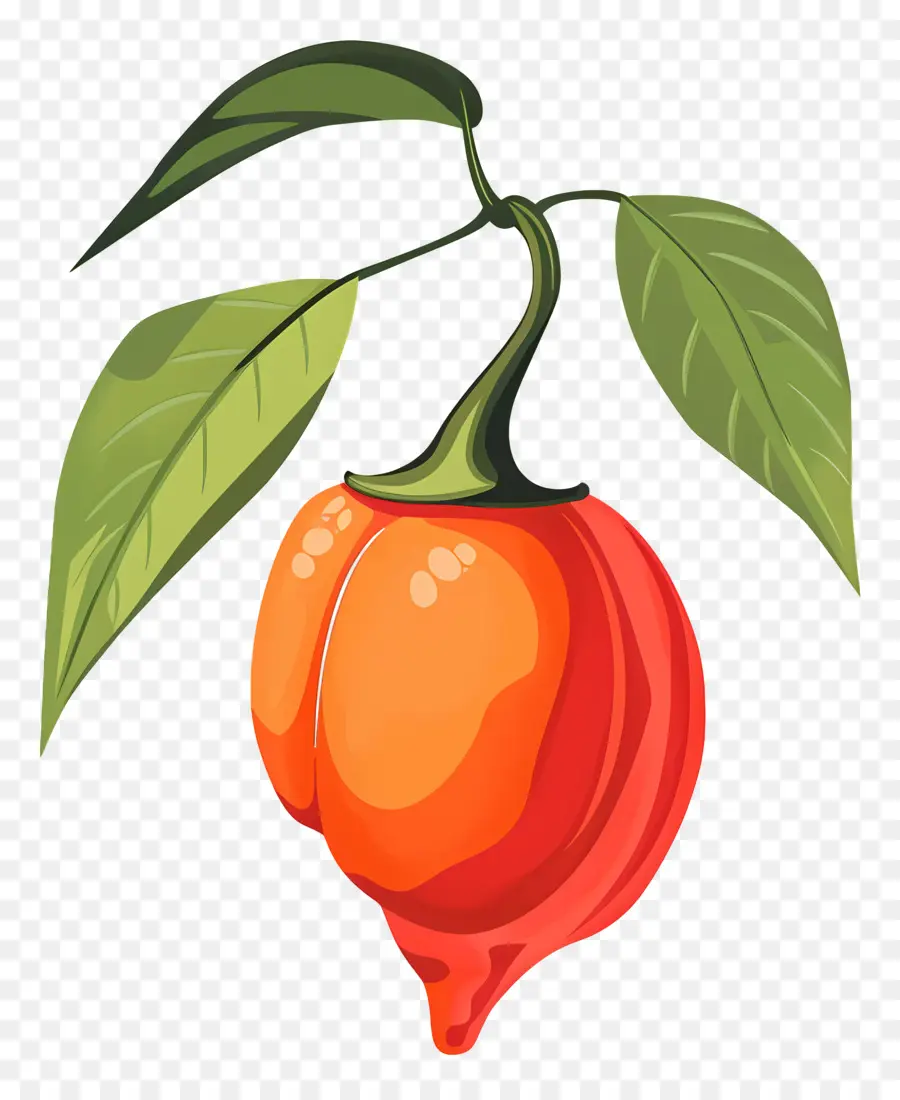 Habanero Biberi，Turuncu Meyve PNG