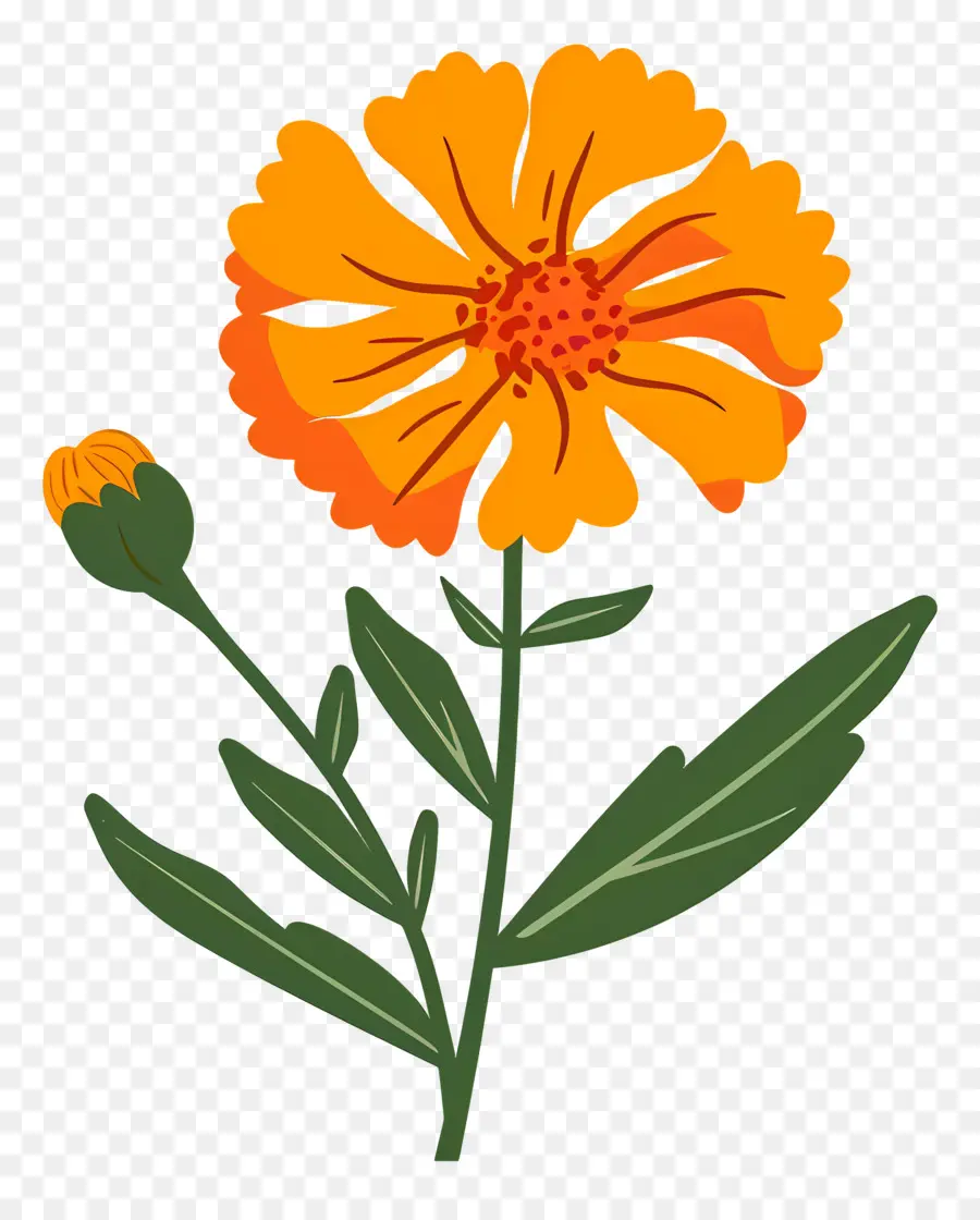 Marigold çiçek，Portakal çiçeği PNG