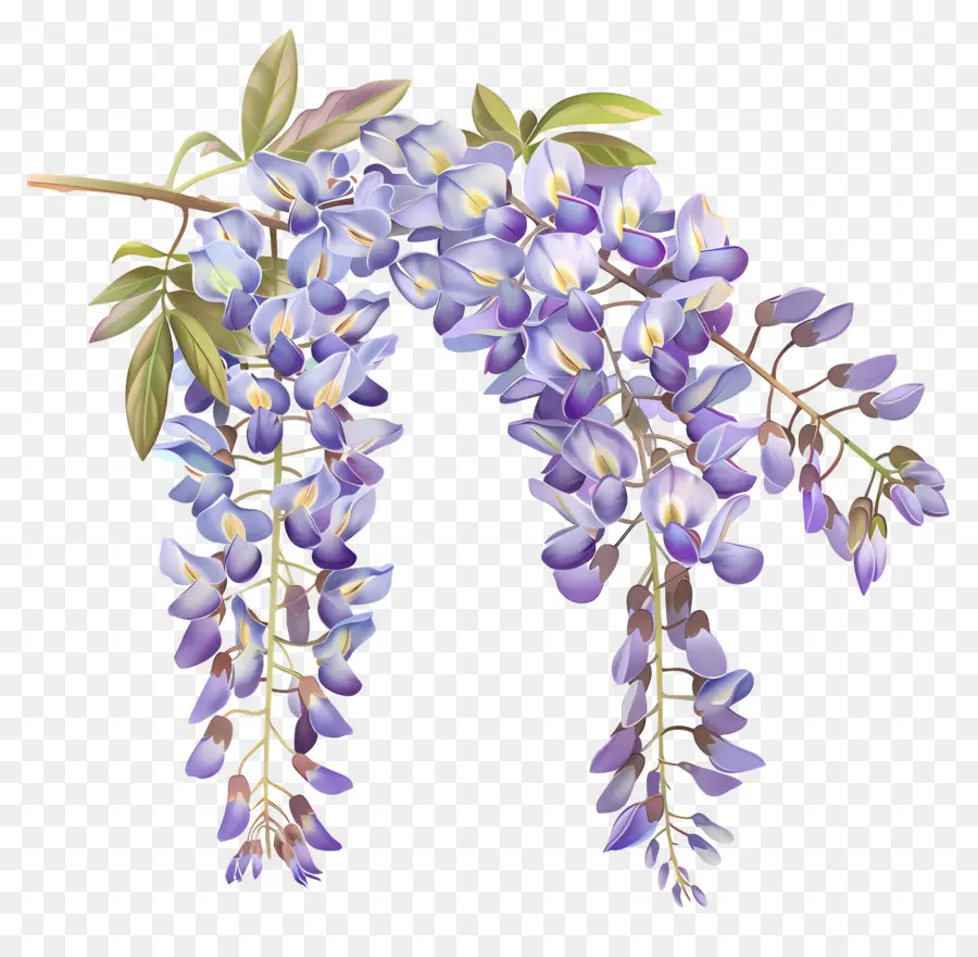 Wisteria çiçek，Wisteria Bitkisi PNG