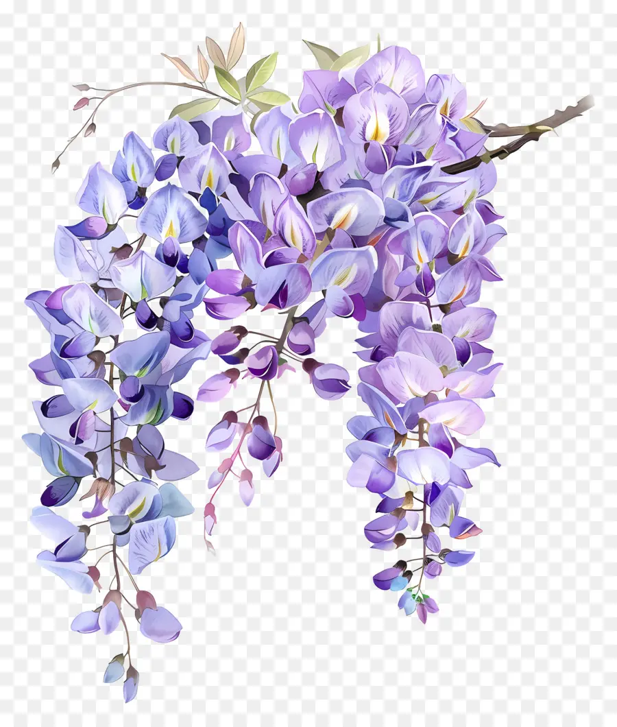 Wisteria çiçek，Tırmanma Bitki PNG