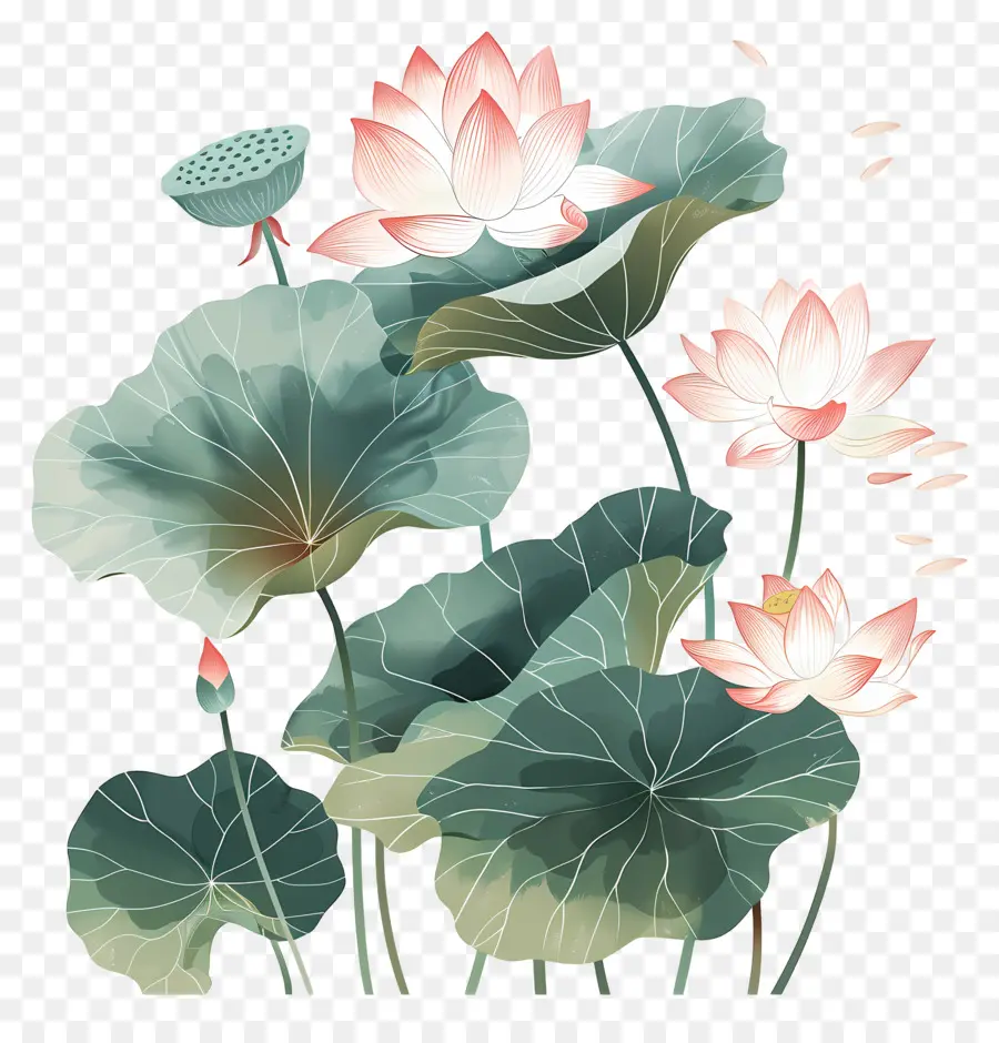 Lotus çiçeği，Lotus çiçeği PNG