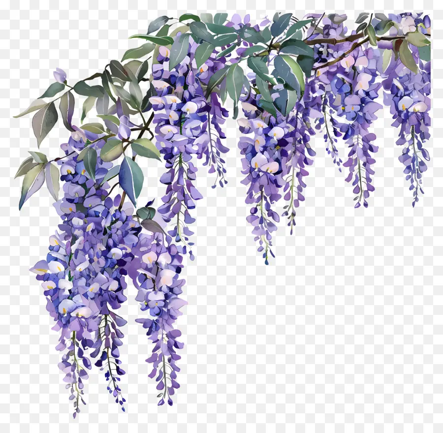 Wisteria çiçek，Wisteria Ağacı PNG