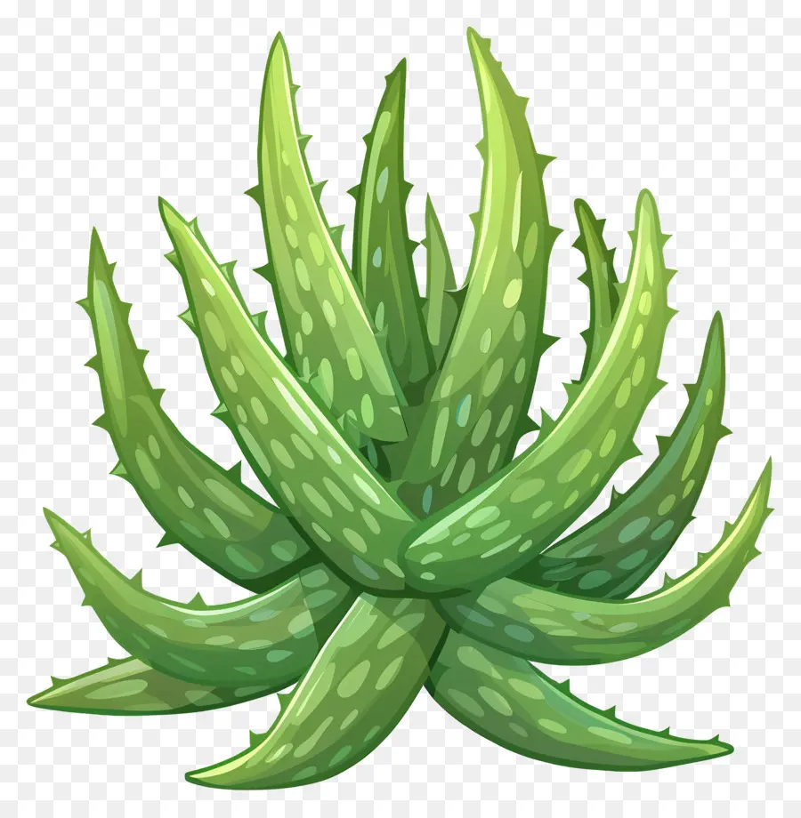 Aloe Vera，Kapalı Bitki PNG