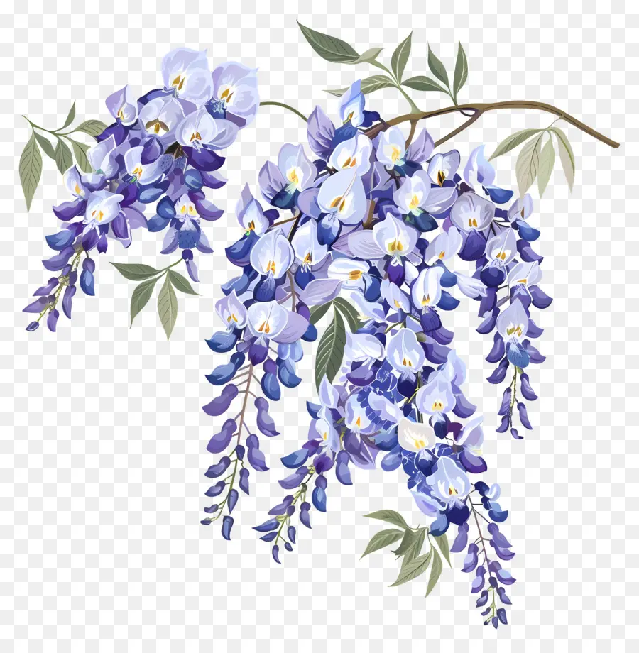 Wisteria çiçek，Mor çiçekler PNG