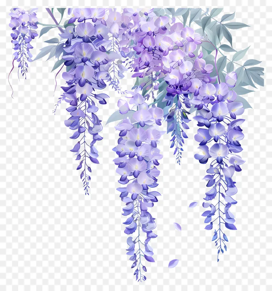 Wisteria çiçek，Wisteria PNG