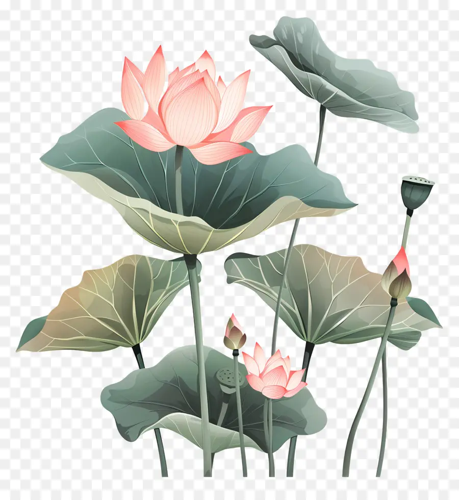 Lotus çiçeği，Lotus çiçeği PNG