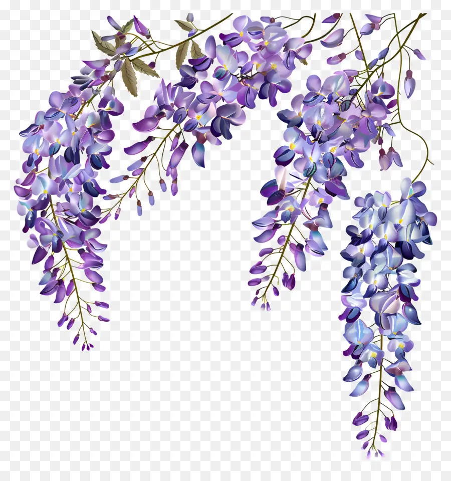 Wisteria çiçek，Wisteria Vine PNG