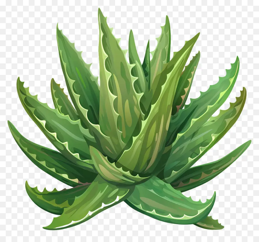 Aloe Vera，Etli PNG