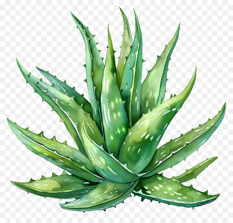 Aloe Vera，Bitki PNG