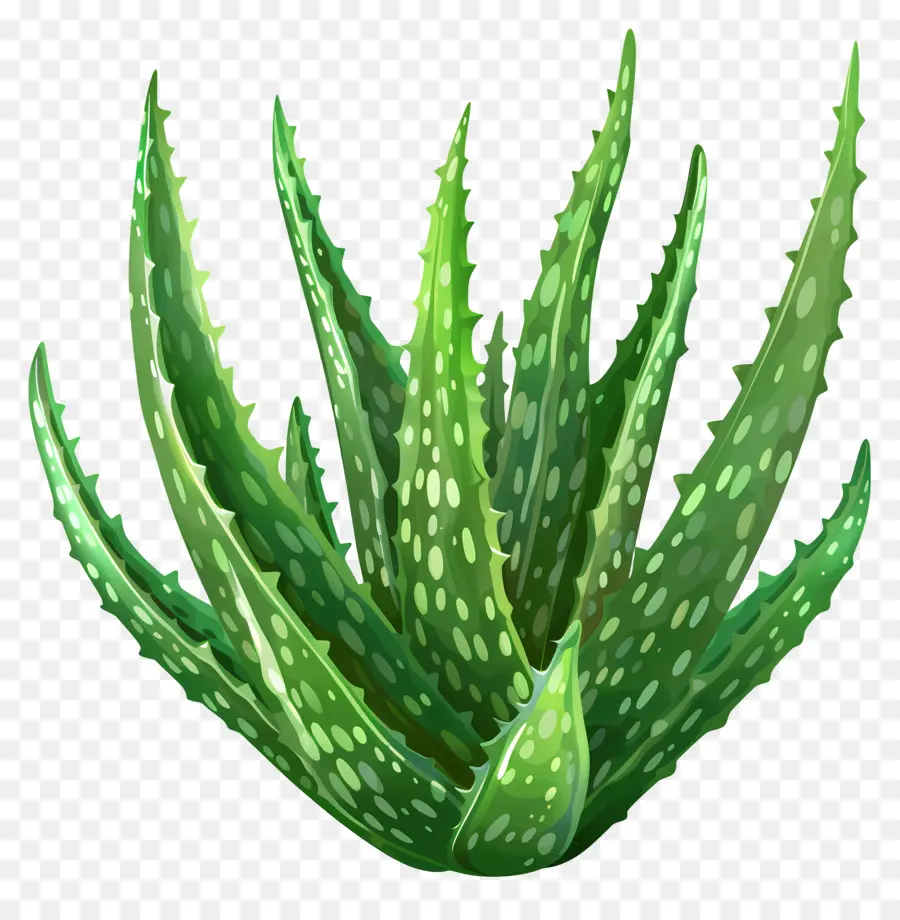 Aloe Vera，Etli PNG