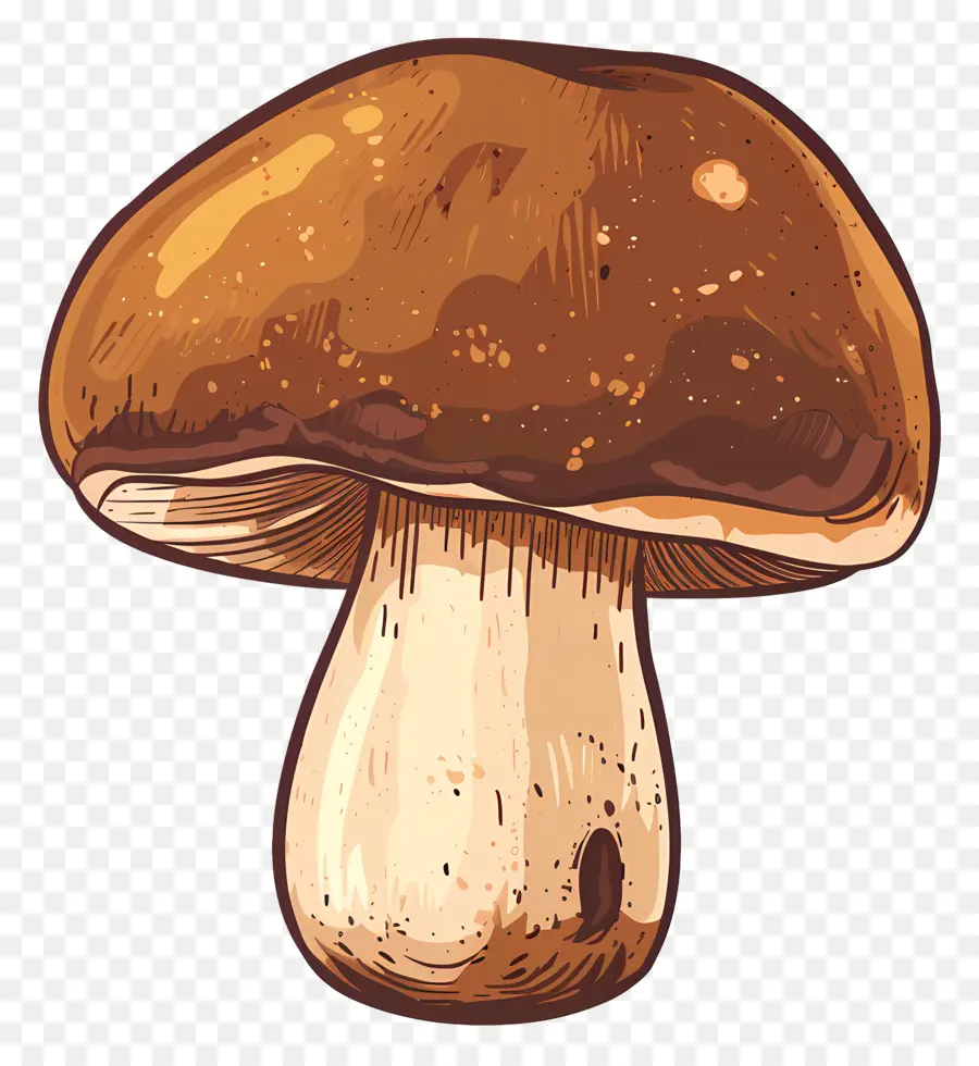 Boletus Mantar，Mantar PNG