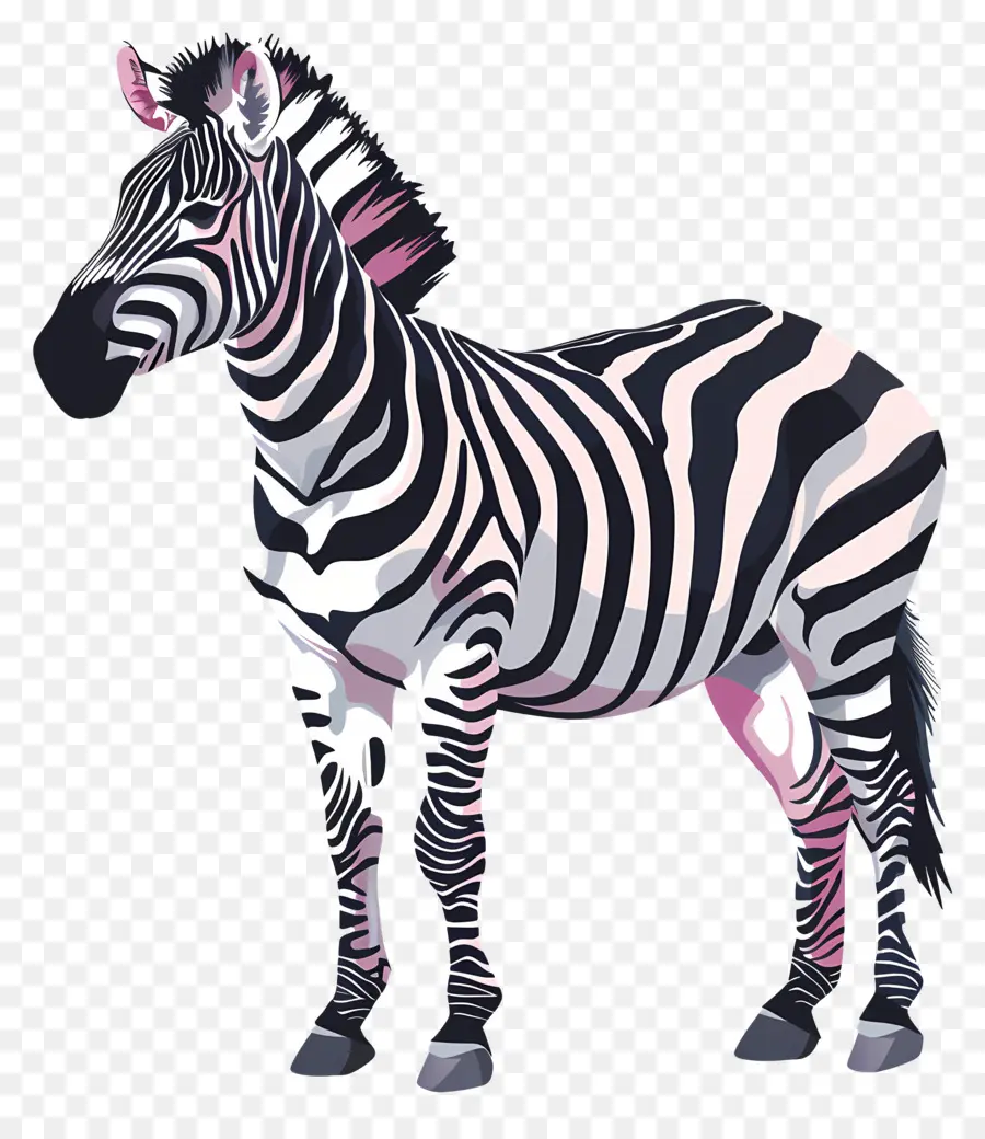 Zebra，Renkli Zebra PNG